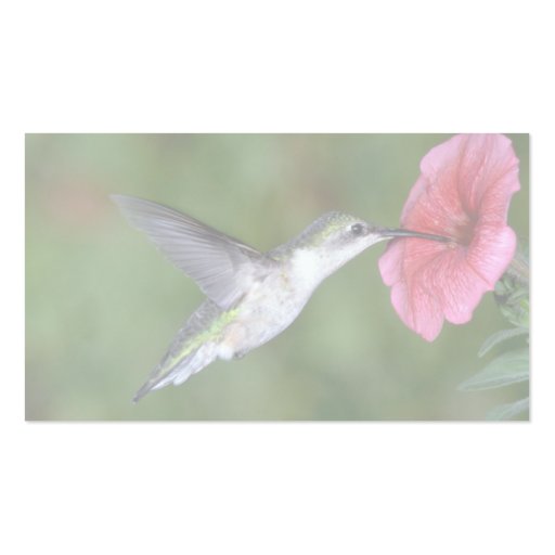 Ruby-throated Hummingbird (female) with petunia Business Card (back side)