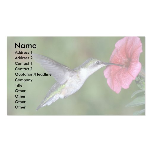 Ruby-throated Hummingbird (female) with petunia Business Card (front side)