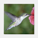 Ruby-throated Hummingbird (female) with petunia Magnets