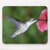 Ruby-throated Hummingbird (female) with petunia mousepads