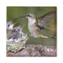 Ruby-throated Hummingbird (female) with young magnets