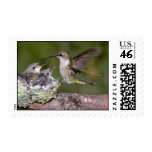 Ruby-throated Hummingbird (female) with young Stamp