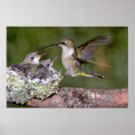 Ruby-throated Hummingbird (female) with young Poster