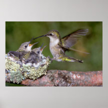 Ruby-throated Hummingbird (female) with young Poster