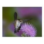 Ruby-throated hummingbird in flight at thistle 3 post cards