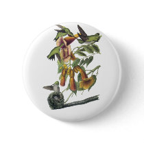 Ruby-throated Hummingbird, John Audubon Pinback Buttons