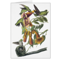 Ruby-throated Hummingbird, John Audubon Card