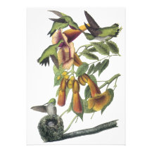 Ruby-throated Hummingbird, John Audubon Invite