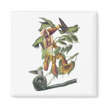 Ruby-throated Hummingbird, John Audubon Fridge Magnets