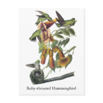 Ruby-throated Hummingbird, John Audubon Postcards