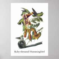Ruby-throated Hummingbird, John Audubon Print
