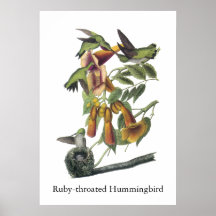 Ruby-throated Hummingbird, John Audubon Print