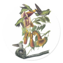 Ruby-throated Hummingbird, John Audubon Round Sticker