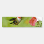 Ruby-throated Hummingbird (male) with petunia Pink Bumper Sticker