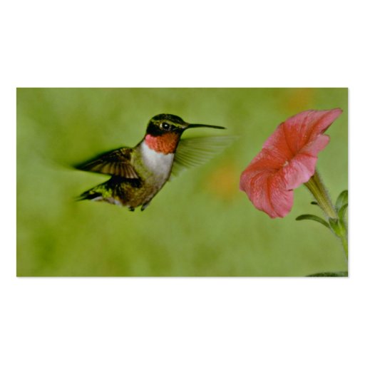Ruby-throated Hummingbird (male) with petunia Pink Business Card Templates (back side)
