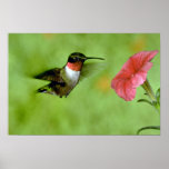 Ruby-throated Hummingbird (male) with petunia Poster