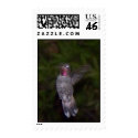 Ruby Throated Hummingbird postage by SeaAngel Ruby Throated Hummingbird postage