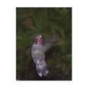 Ruby Throated Hummingbird postcards by SeaAngel Ruby Throated Hummingbird postcards