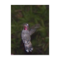 Ruby Throated Hummingbird postcards