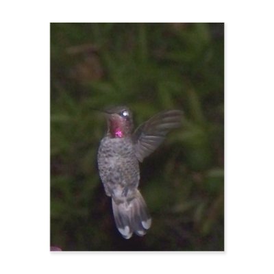 Ruby Throated Hummingbird Post Cards by SeaAngel