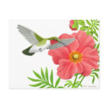 Ruby Throated Hummingbird Postcard Ruby Throated Hummingbird Postcard