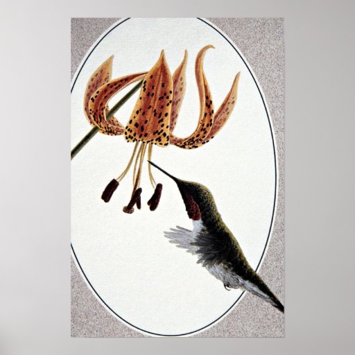 Ruby-throated hummingbird print