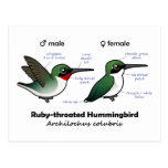 Ruby-throated Hummingbird Statistics Postcard