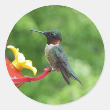 Ruby-Throated Hummingbird Sticker