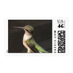 Ruby-Throated Hummingbirds 2002-0079b Postage Stamp