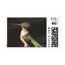 Ruby-Throated Hummingbirds 2002-0079b postage by MaureenL1 Ruby-Throated Hummingbirds 2002-0079b postage