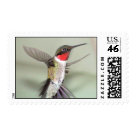 postcard - Male Ruby-Throated Hummingbird in Flight
