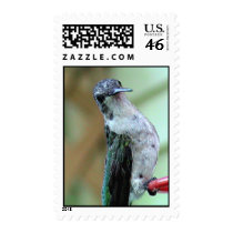 Ruby-Throated Hummingbirds 2003-0281a postage by MaureenL1 Ruby-Throated Hummingbirds 2003-0281a postage