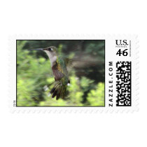 Ruby-Throated Hummingbirds 2005_0607 postage