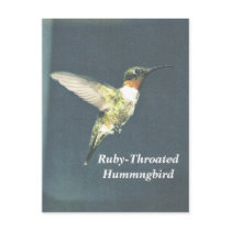 Ruby-ThroatedHummngbird postcards