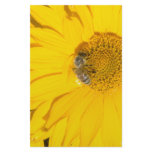 Rudbeckia & Bee Stationery