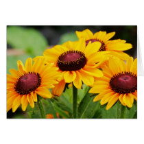 Rudbeckia Blooms cards