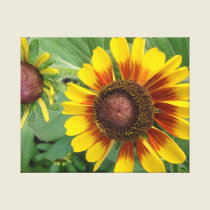 Rudbeckia Canvas canvas prints