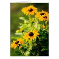 Rudbeckia cards