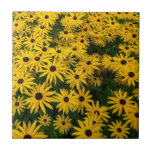 Rudbeckia Hirta (Black-eyed Susans) tiles