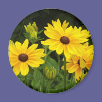 Rudbeckia magnets
