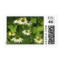 Rudbeckia Postage Stamp