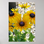"Rudbeckia Rising" Poster