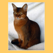 Ruddy Abyssinian Cat Postcards postcards