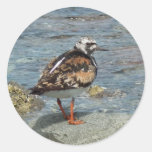 Ruddy Turnstone (Arenaria interpres) Round Stickers
