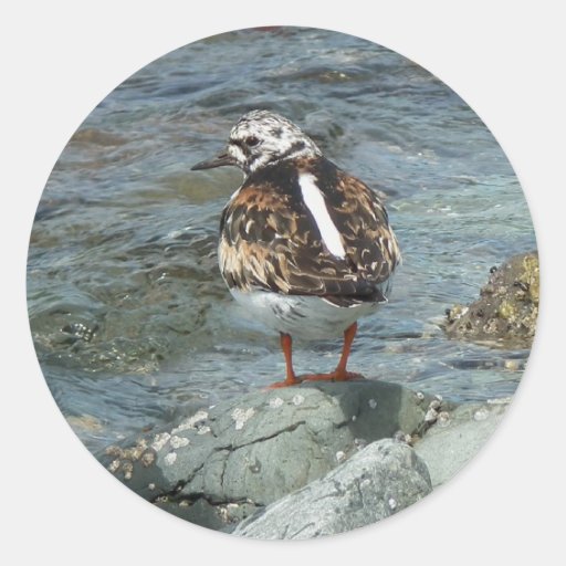 Ruddy Turnstone (Arenaria interpres) Stickers