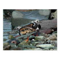 Ruddy Turnstone Sandpiper Postcards