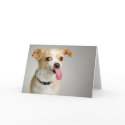 Rude Chihuahua Card by DLUXE_08 Rude Chihuahua Card