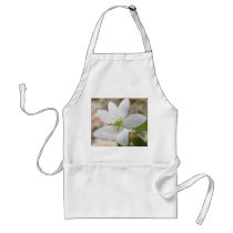 Rue Anemone - Thalictrum thalictroides Aprons