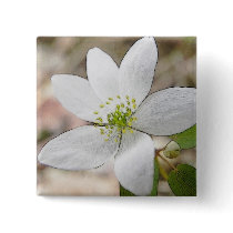 Rue Anemone - Thalictrum thalictroides Pinback Buttons