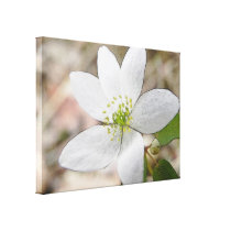 Rue Anemone - Thalictrum thalictroides Gallery Wrap Canvas